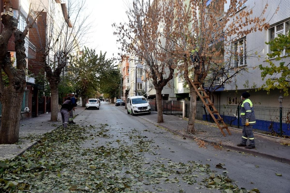 Tepebaşı&rsquo;nda ağa&ccedil;lar budanıyor