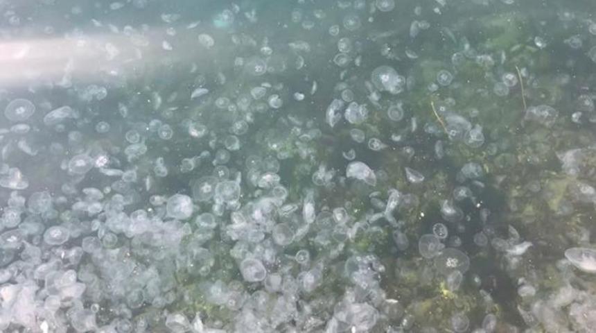 İstanbul Boğazı’nı denizanaları bastı