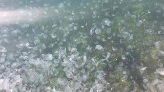 İstanbul Boğazı’nı denizanaları bastı