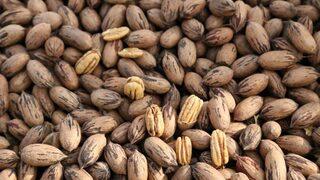 Amerika'dan geldi, üretimi 2 bin tonu aştı