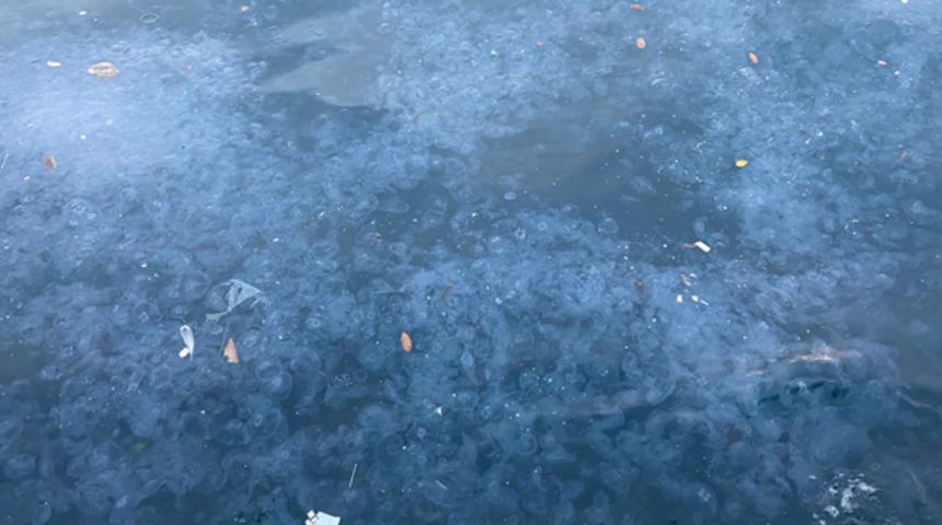 Üsküdar'da binlerce denizanası kıyıya vurdu