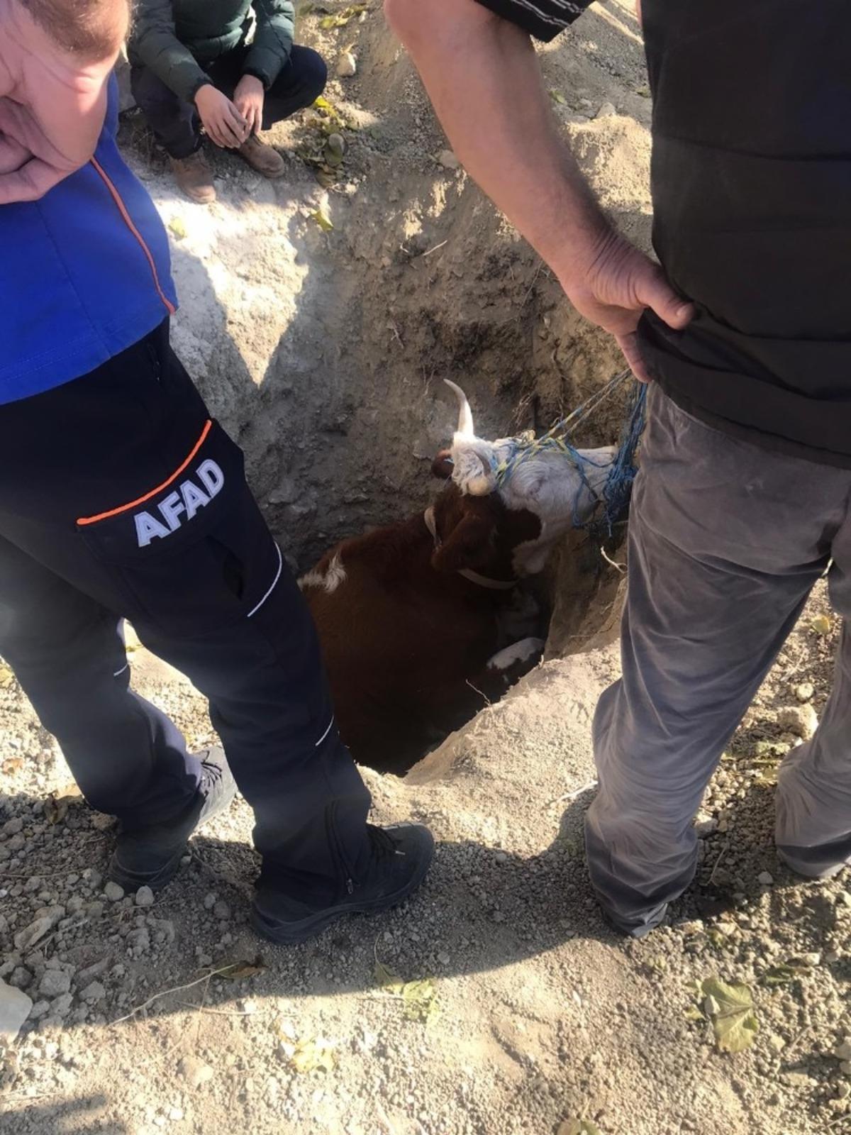 Kuyuya d&uuml;şen ineği ekipler &ccedil;ıkarttı