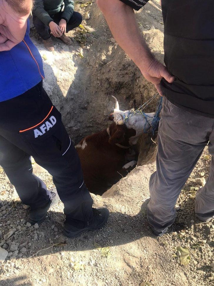 Kuyuya düşen ineği ekipler çıkarttı G1