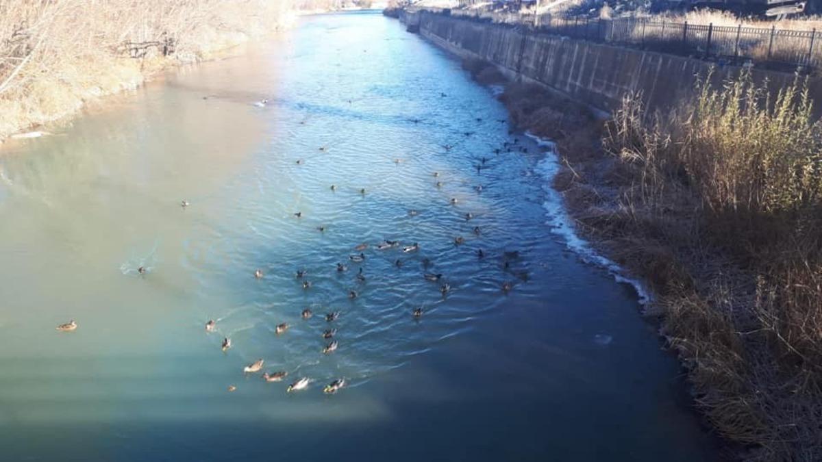 Yaban &ouml;rdekleri &Ccedil;oruh Nehri&rsquo;ni mesken tuttu