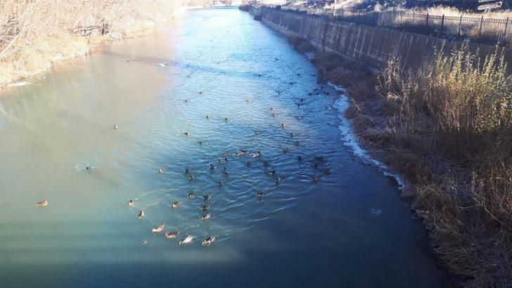 Yaban ördekleri Çoruh Nehri’ni mesken tuttu G1