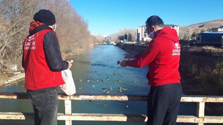 Yaban ördekleri Çoruh Nehri’ni mesken tuttu G2