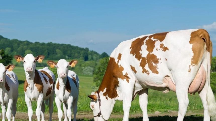 B&uuml;y&uuml;kbaş ve k&uuml;&ccedil;&uuml;kbaş hayvanların kayıt altına alınma s&uuml;resi uzatıldı