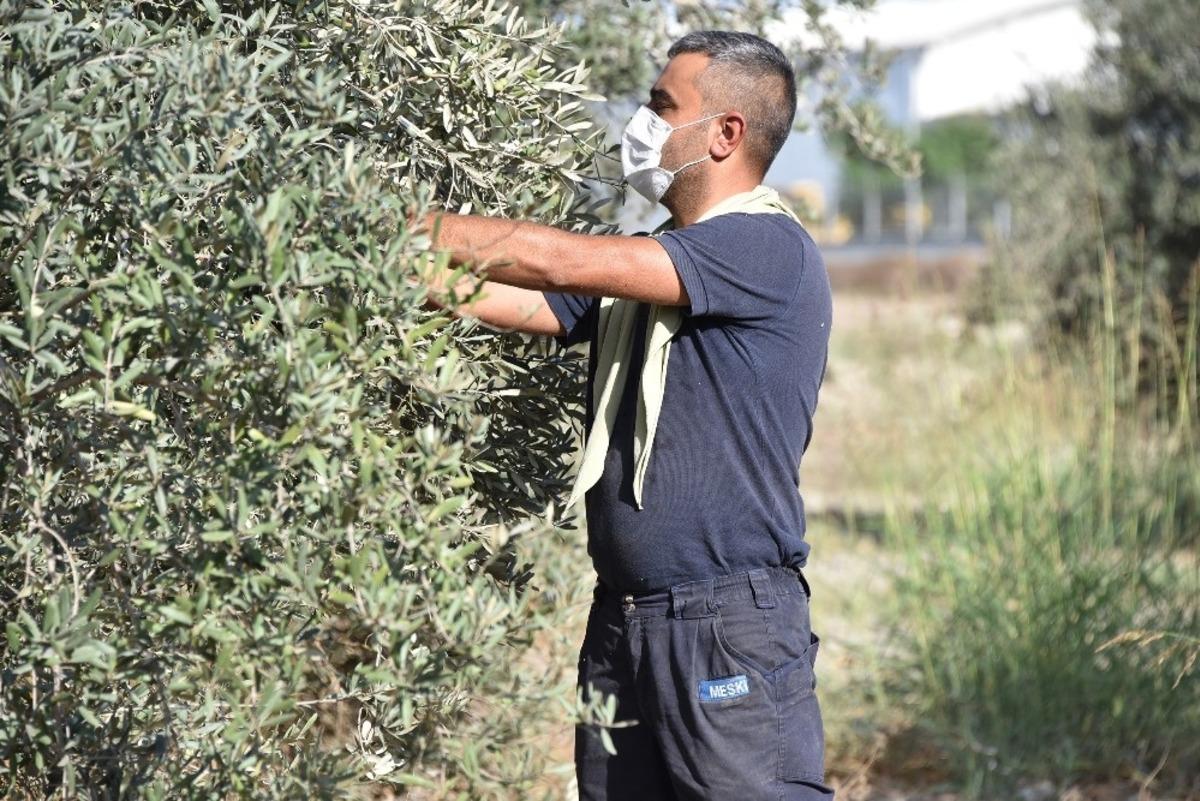 B&uuml;y&uuml;kşehir, daldaki zeytini vatandaşın sofrasına ulaştırıyor