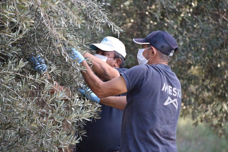 Büyükşehir, daldaki zeytini vatandaşın sofrasına ulaştırıyor G2