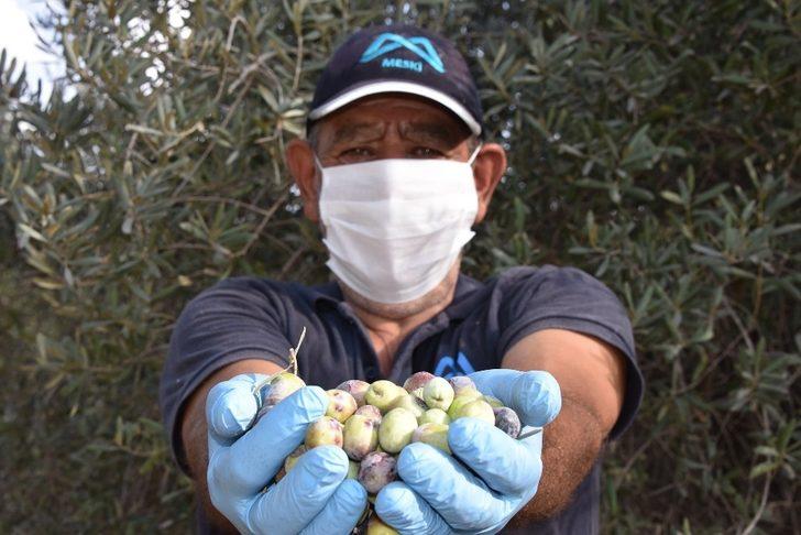 Büyükşehir, daldaki zeytini vatandaşın sofrasına ulaştırıyor G3