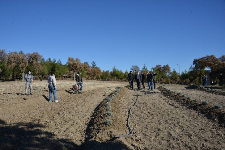 Yaşam Parkı’na lavanta bahçesi G3