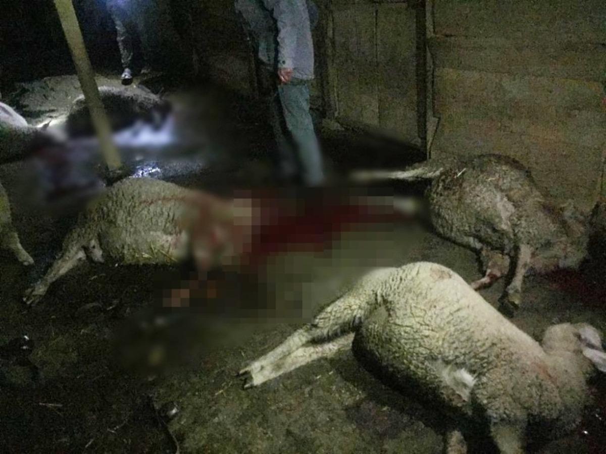 Meraya atılan g&uuml;bre 8 koyunu telef etti