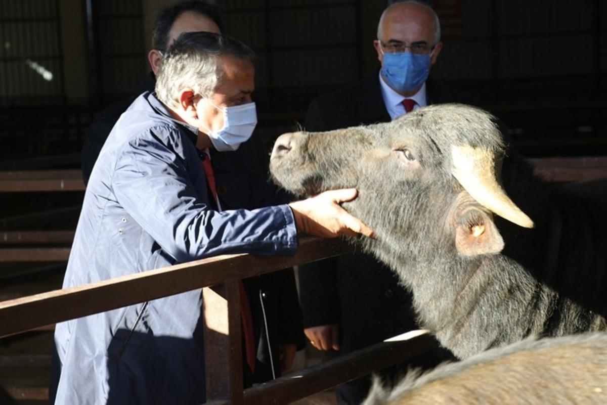 Samsun&rsquo;da &ccedil;ift&ccedil;ilere damızlık boğa dağıtımı yapıldı
