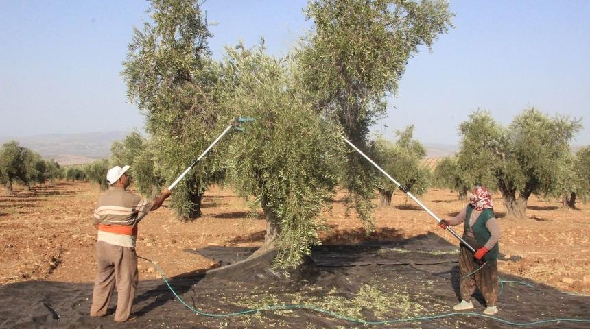 Zeytin hasadında teknolojiye rağbet artıyor