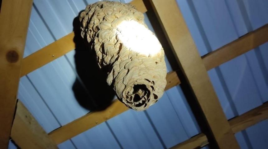 Evin içindeki dev yaban arısı yuvası görenleri şaşırtıyor