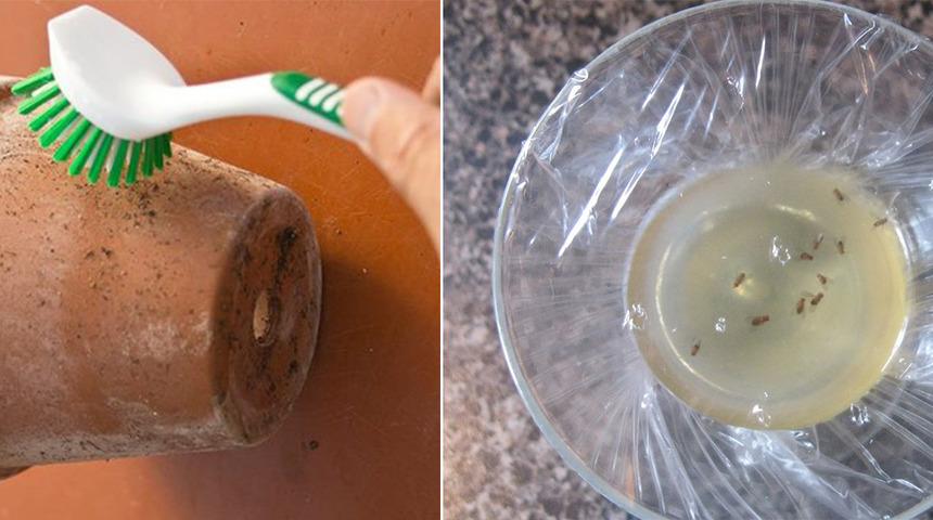 Bir Bardağı Yeter: Bah&ccedil;enizde Kullanacağınız Sirkenin Mucizevi Faydalarıyla Tanışın!