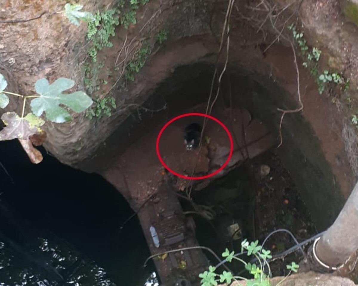 Kuyuya d&uuml;şen kedi &ccedil;aresizce kurtarılmayı bekledi