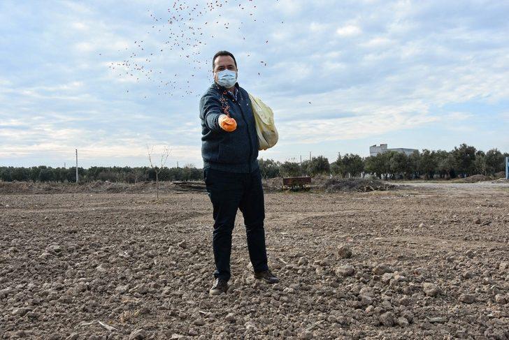 Akhisar’da Ata tohumu ’Karakılçık’ buğdayı toprakla buluştu G4