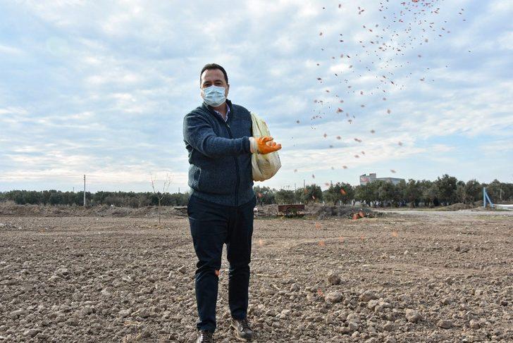 Akhisar’da Ata tohumu ’Karakılçık’ buğdayı toprakla buluştu G5