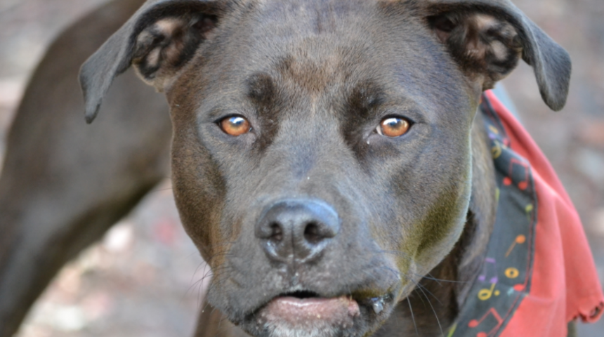 Evlerindeki pitbull yenidoğan bebeklerinin yanına uzandı ve...