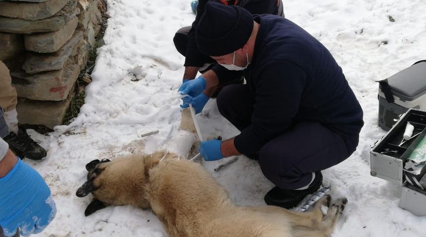 Başıboş sokak hayvanları uzman ellere emanet