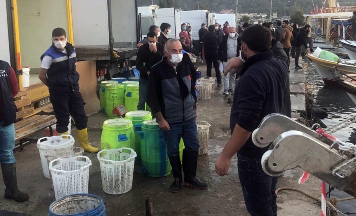 Aydın&rsquo;da deniz patlıcanı avcılığı devam ediyor