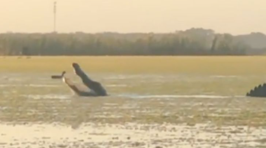 Timsahın &ouml;rdek avı saniye saniye kaydedildi ama ilgin&ccedil; yanı...
