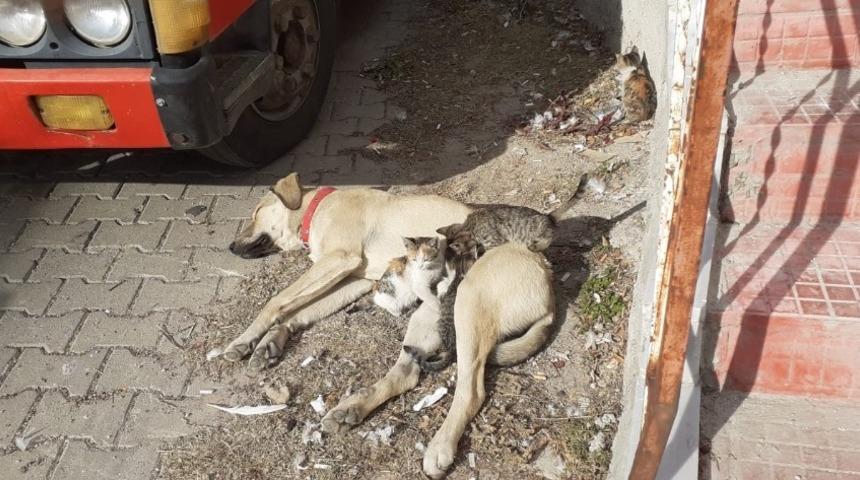 Labrador cinsi k&ouml;pek kedi yavrularına annelik yapıyor