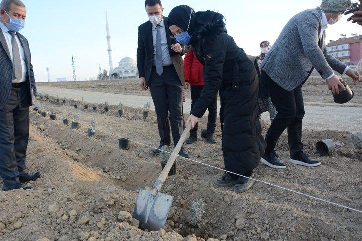 Akyurt’a lavanta bahçesi G1
