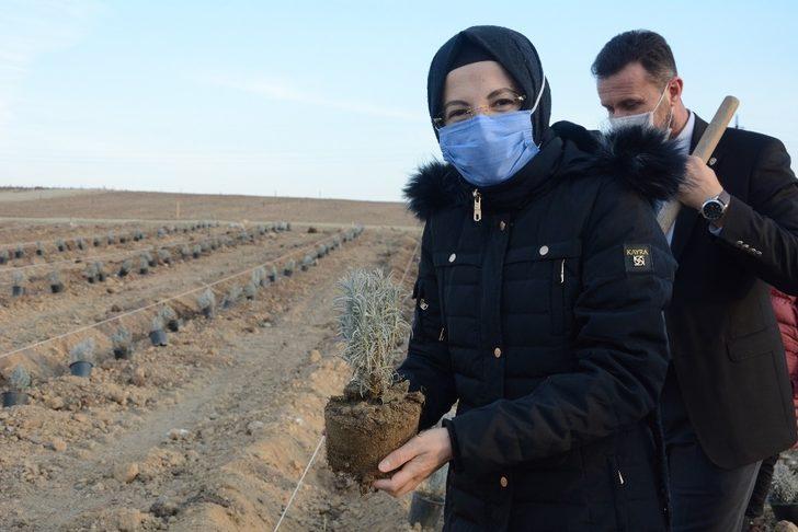 Akyurt’a lavanta bahçesi G4