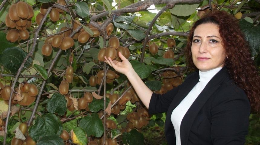 Organik kivi &uuml;retimi projesi y&uuml;r&uuml;t&uuml;l&uuml;yor