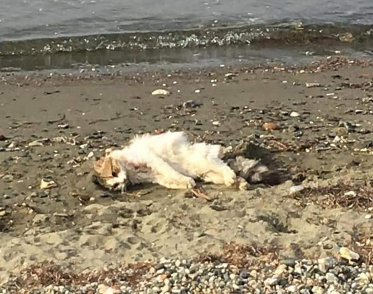 Erdek&rsquo;te kedileri bir k&ouml;peğin &ouml;ld&uuml;rd&uuml;ğ&uuml; iddia edildi