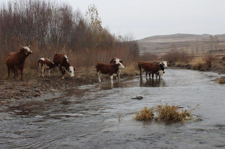 Soğuk havalar nedeniyle dereler donmaya başladı G4
