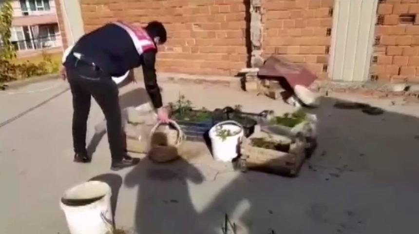 Evinde fidelendirdiği kenevirlerle yakalanan şahıs tutuklandı