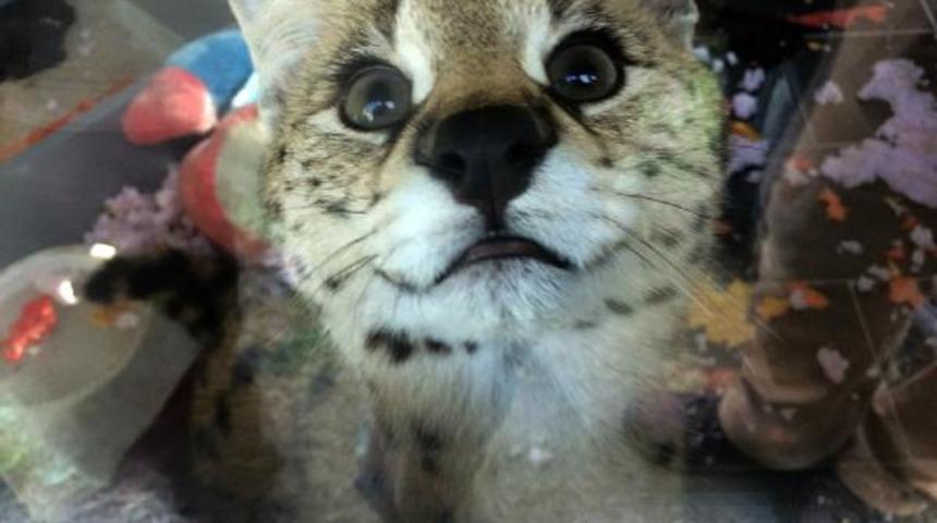 Sakarya’da ülkeye kaçak sokulan Afrika vahşi kedisi ele geçirildi