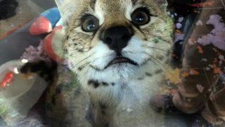 Sakarya’da ülkeye kaçak sokulan Afrika vahşi kedisi ele geçirildi