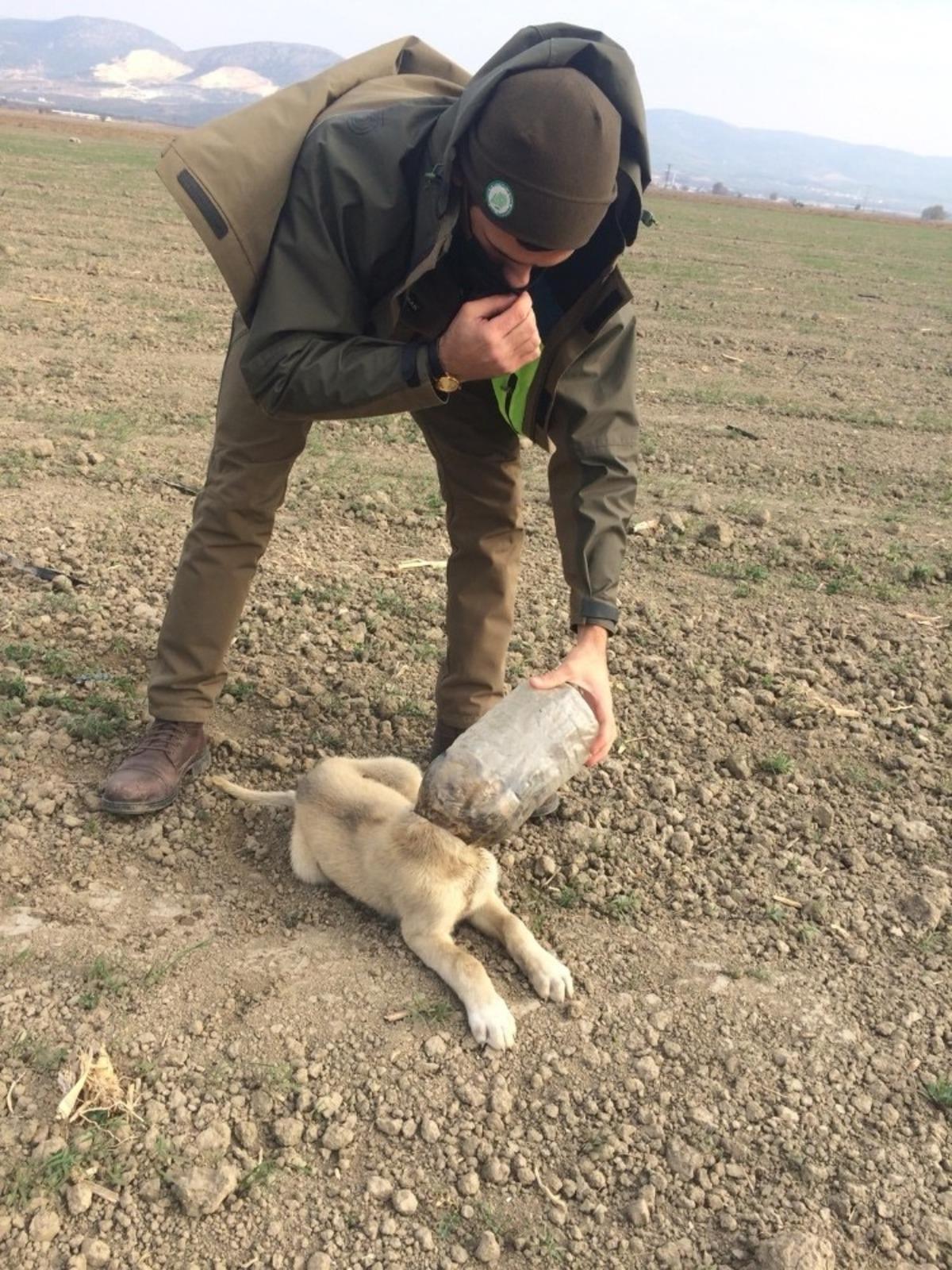 Kafasına plastik şişe sıkışan k&ouml;peği DKMP ekipleri kurtardı