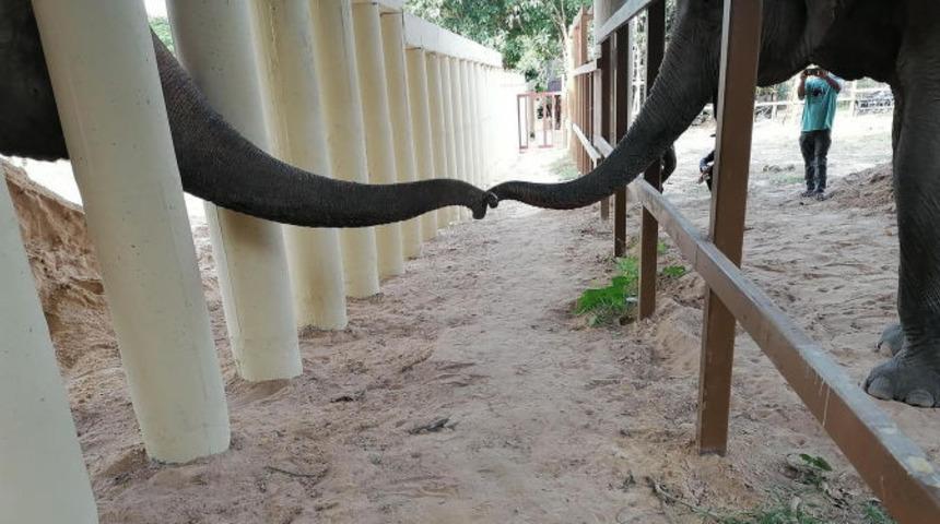 Dünyanın en yalnız fili artık yalnız değil