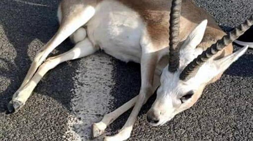 İzmir'de şaşkına çeviren olay! 'Veterinere götüreceğim' diyerek aracına aldığı yaralı ceylanla kayıplara karıştı