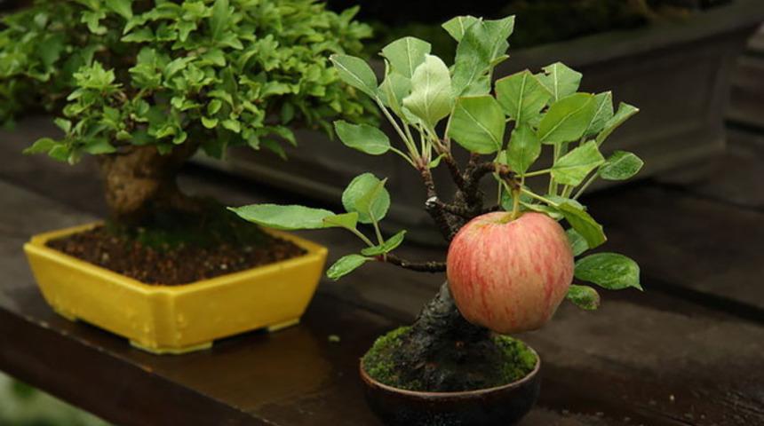4 Adımda Elma Ağacı Nasıl Yetiştirilir?