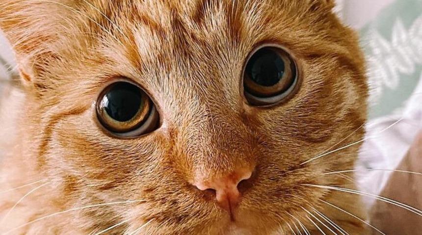 Gerçek hayattaki Çizmeli Kedi bulundu! 