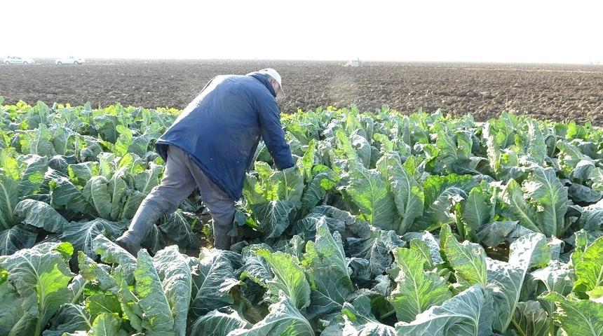 Karaborsaya düştü! Karnabahar fiyatları koronavirüsle uçuşa geçti