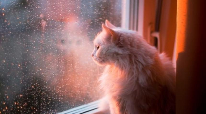 Sokağa çıkma yasağının kesinleşmesinden sonra karantina aktiviteleri bir kez daha gündeme geldi! Sokağa çıkma yasağında evde yapılabilecek 10 aktivite!