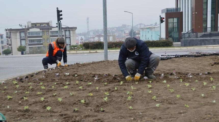 Suluova’da mevsimsel çiçekler toprakla buluşuyor