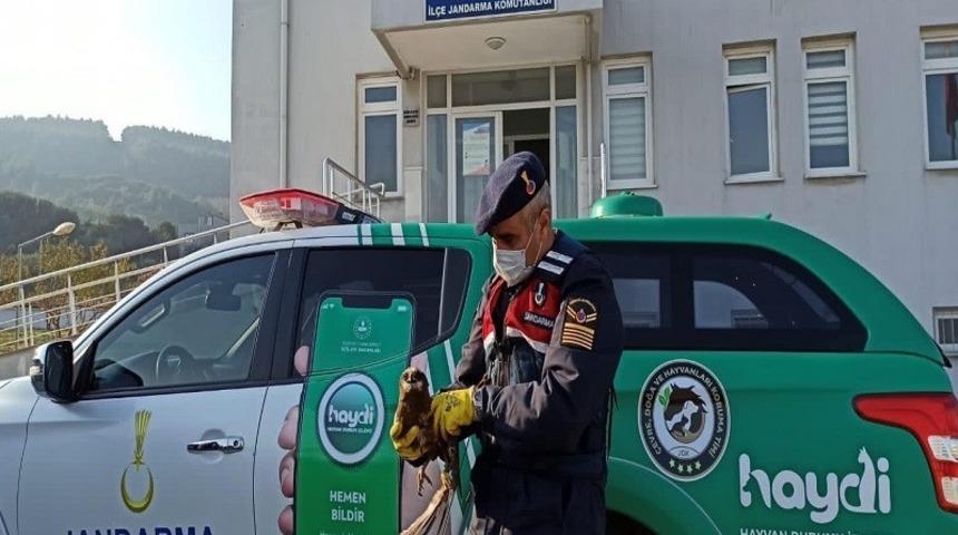 Kanatları kırık kızıl şahine jandarma şefkati