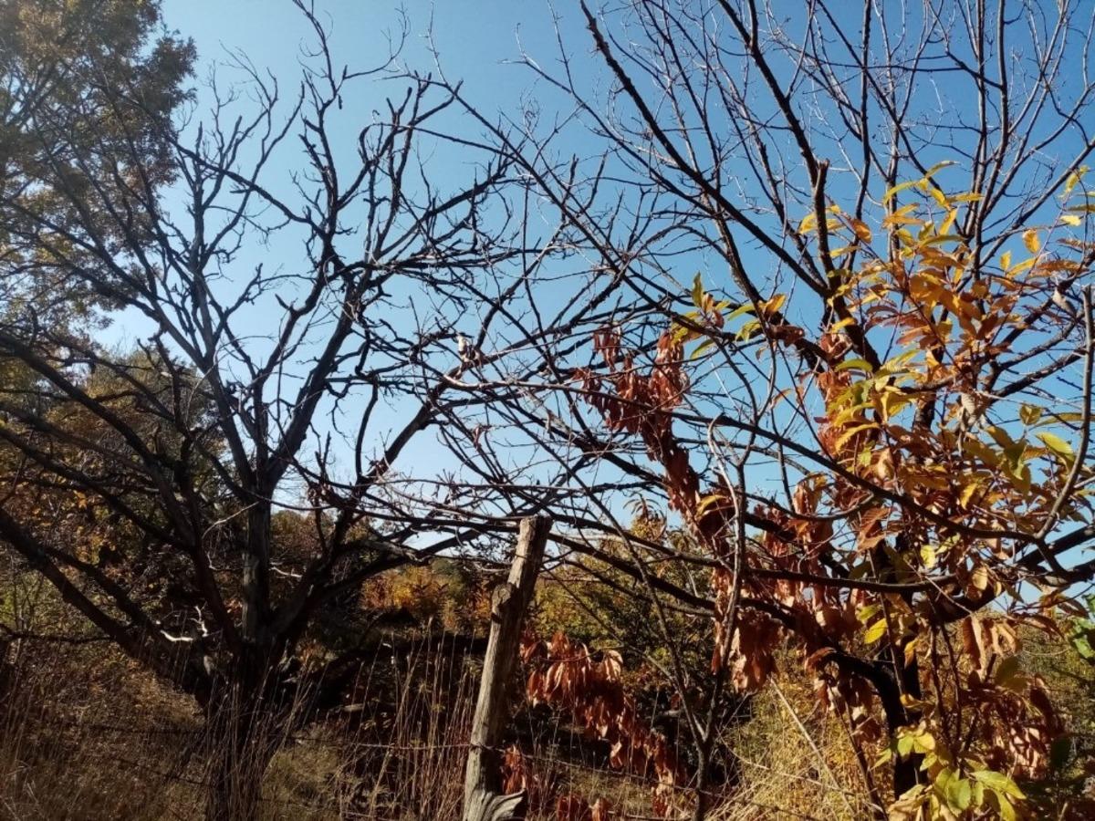 Kestane dal kanserine &ccedil;are bulunamadı, rekolte her ge&ccedil;en g&uuml;n d&uuml;ş&uuml;yor