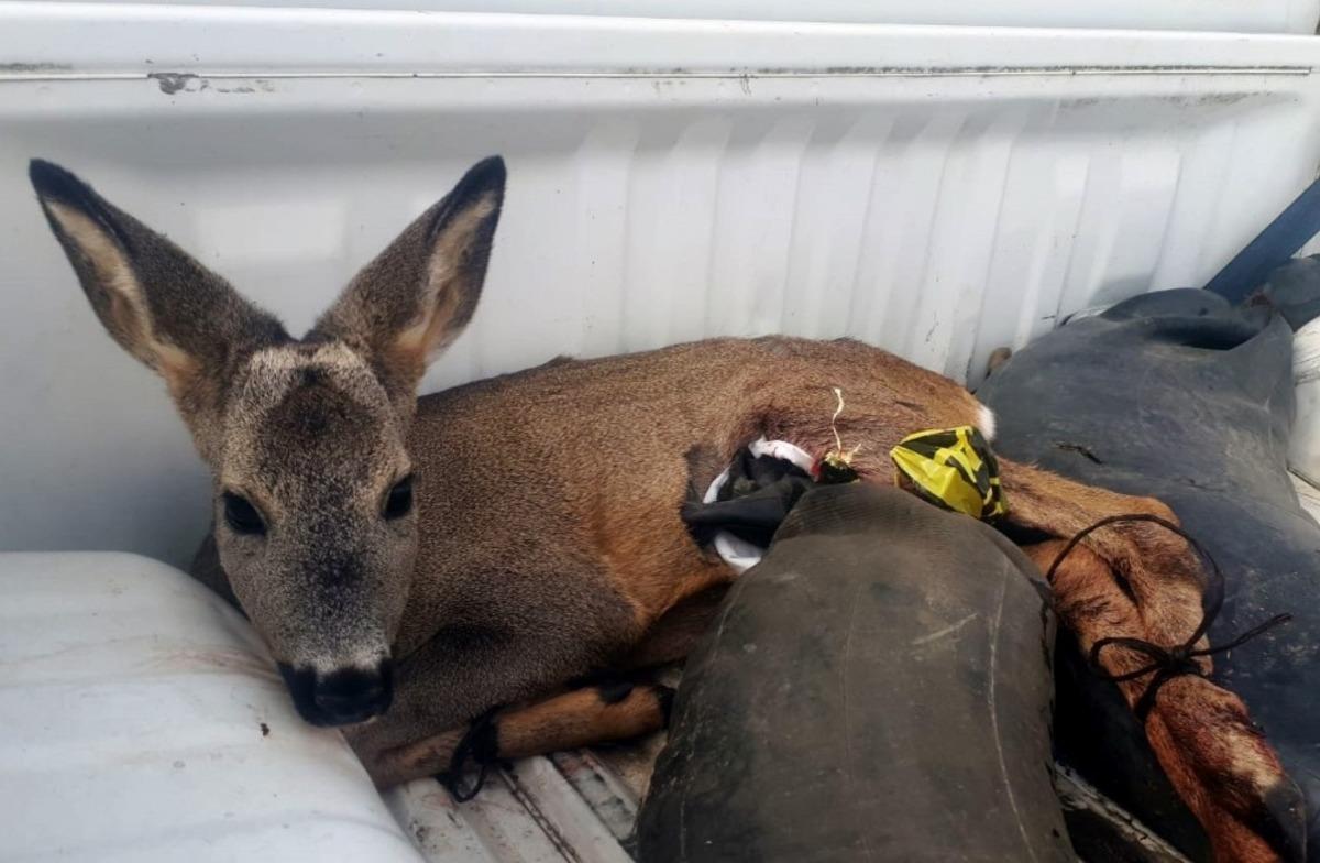 K&ouml;peklerin saldırısına uğrayan karacayı polisler ve vatandaşlar kurtardı