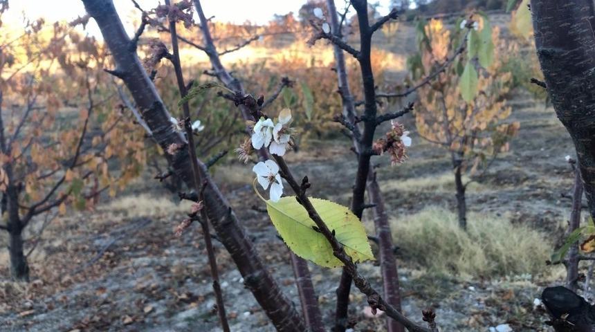 Amasya&rsquo;da kiraz ağa&ccedil;ları mevsimi şaşırdı