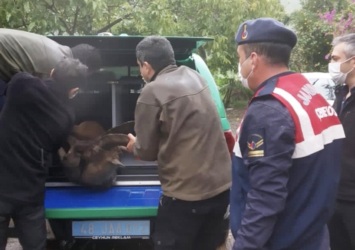 Yaralı yaban ke&ccedil;isi tedaviye alındı