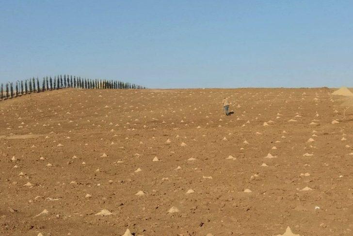 Keçiören Belediyesi 23 dönümlük organik üzüm bağı kurdu G1